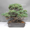 Pinus pentaphylla du Japon 1711236