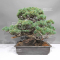 PT Pinus pentaphylla du Japon 1711236