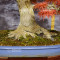 acer palmatum seigen ref :042025