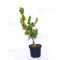 Pinus parviflora du Japon "goldilock"