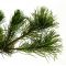 Pinus parviflora ssp. pentaphylla hagoromo pot 4.l