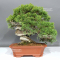VENDU juniperus chinensis itoigawa ref: 05110242
