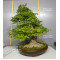 acer palmatum 150525