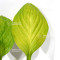 hosta lemon snap
