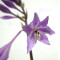 hosta silly string