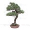 Pinus thunbergii ref:12070251