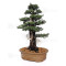juniperus rigida ref: 19070252