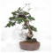 Juniperus rigida 21070252