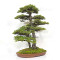 picea  jezoensis 28070252