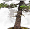 picea  jezoensis 28070251