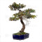 eleagnus pungens 28070254