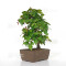 carpinus turczaninowii ref : 23070251