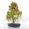 Acer palmatum ref: 23070252