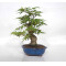 acer palmatum seigen  ref : 23070253