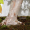pseudocamelia japonica 23070254