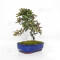 eleagnus pungens maculata aurea 12020258