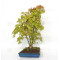 Acer palmatum ref: 24070251