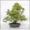 VENDU acer palmatum ref: 24070254