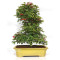 acer palmatum deshojo 24070253
