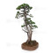 PINUS PENTAPHYLLA ref: 24070255