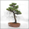 Pinus pentaphylla du Japon ref :24070256