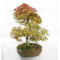 acer palmatum deshojo 17030234