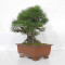 Pinus thunbergii ref: 120202512