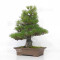 Pinus thunbergii ref: 120202513