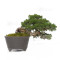Juniperus chinensis itoigawa 12020254