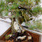 pinus pentaphylla 12020259