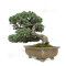 pinus pentaphylla nasu musume  ref:21020252