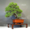 pinus thunbergii 12100241