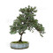 juniperus rigida ref: 210202514