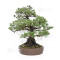 Pinus pentaphylla ref: 21020258