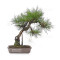 pinus densiflora ref : 210202511