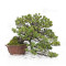 pinus pentaphylla nasu goyo ref:21020259