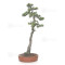 Pinus pentaphylla ref 21020255