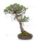 Pinus pentaphylla ref:21020256