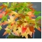 acer buergerianum racines nues lot de 10