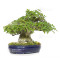 acer buergerianum ref: 18080233