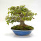 Acer buergerianum ref:25090251