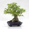 acer buergerianum ref: 25090252