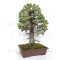 pinus pentaphylla ref: 25090254