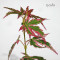 acer palmatum ijoshi