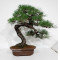 Pinus thunbergii ref: 28070262