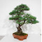 PINUS PENTAPHYLLA ref: 28070261