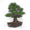 Pinus thunbergii ref: 16070261