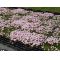 Set of 4 rhodohypoxis 2 apple blossom + 2 millioid