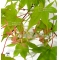 Graines d'Acer Amoenum Mon zukushi