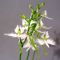 Habenaria radiata white egret orchid 1 bulb